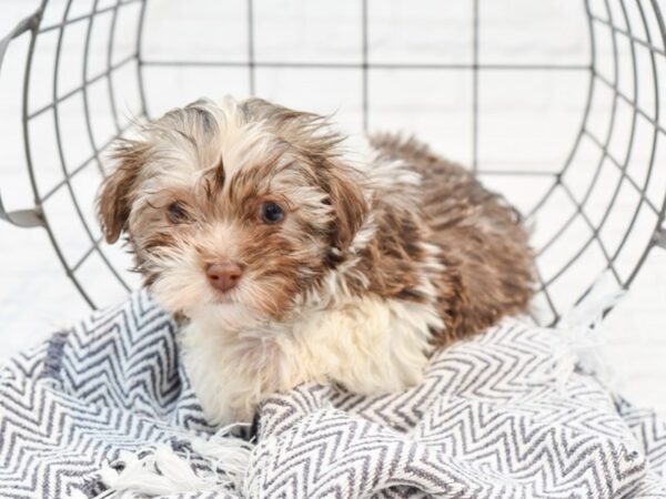 Havanese-DOG-Male-CHOC WHITE-35180-Petland Novi, Michigan