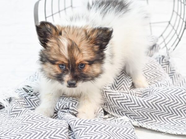 Pap-A-Pom DOG Male SABLE WH 35181 Petland Novi, Michigan