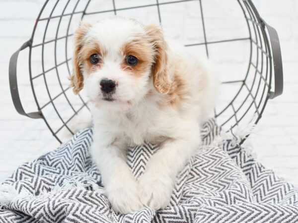 Cavachon DOG Male blenhiem 35182 Petland Novi, Michigan