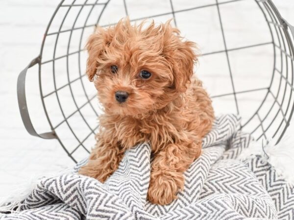 Cavachon Poo DOG Male RED 35183 Petland Novi, Michigan