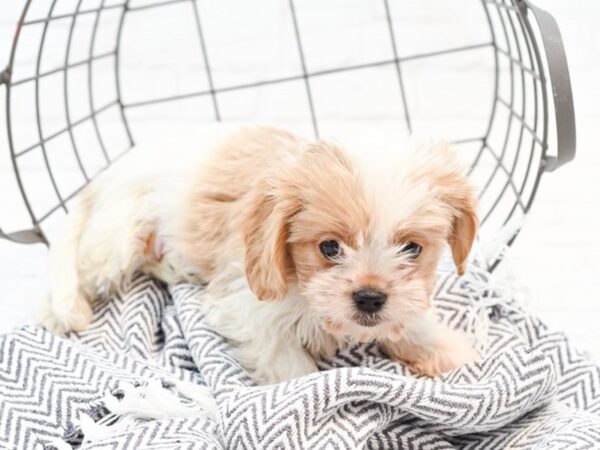 CavaTzu DOG Male BROWN WHITE 35184 Petland Novi, Michigan