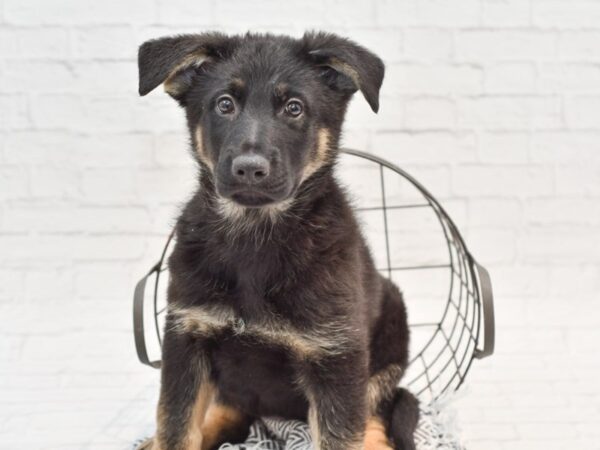 German Shepherd DOG Male Black & Tan 35185 Petland Novi, Michigan