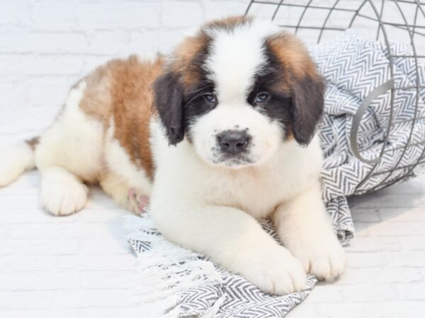 Saint Bernard DOG Male Sable & White 35186 Petland Novi, Michigan