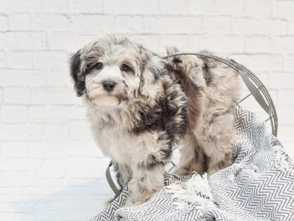 F2 Mini Aussiedoodle DOG Female Blue Merle 35187 Petland Novi, Michigan