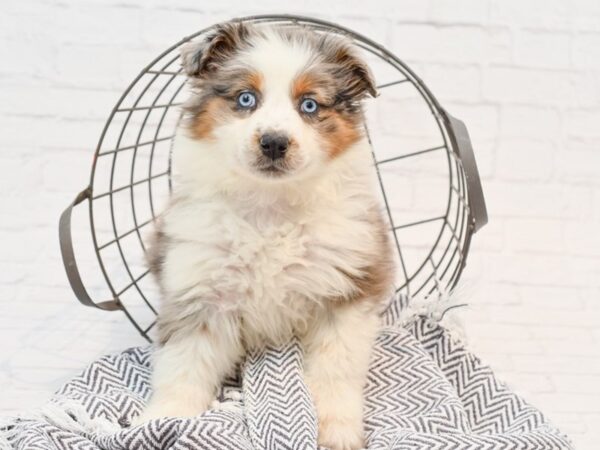 Australian Shepherd DOG Female Blue Merle 35188 Petland Novi, Michigan