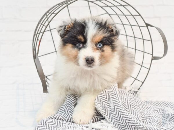 Australian Shepherd DOG Male Blue Merle 35189 Petland Novi, Michigan