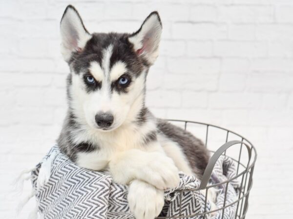 Siberian Husky DOG Male Black & White 35190 Petland Novi, Michigan