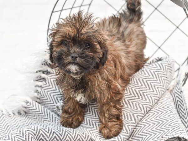 Shih Poo-DOG-Female-Brindle-35191-Petland Novi, Michigan