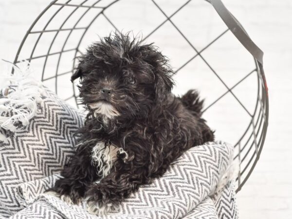 Shih Poo DOG Female Black 35192 Petland Novi, Michigan