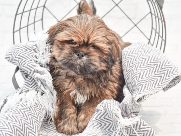 Lhasa Apso-DOG-Male-Gold & White-35193-Petland Novi, Michigan