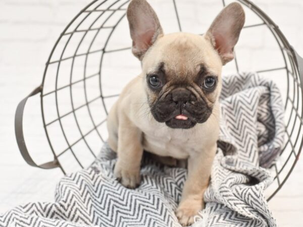 French Bulldog-DOG-Female-Fawn w/Blk Mask-35194-Petland Novi, Michigan