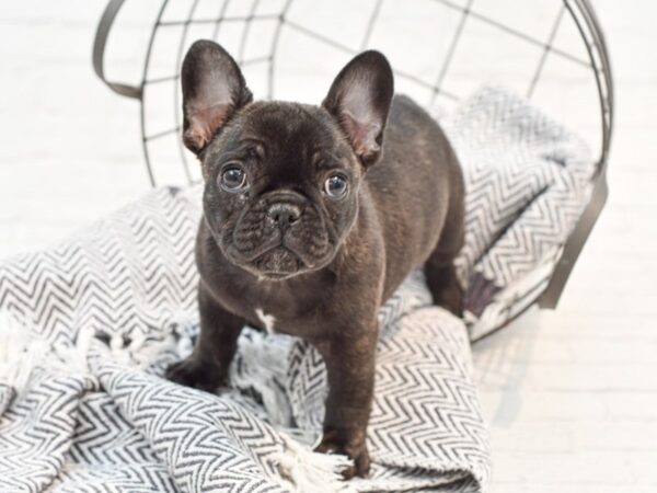 French Bulldog-DOG-Female-Black Brindle-35195-Petland Novi, Michigan