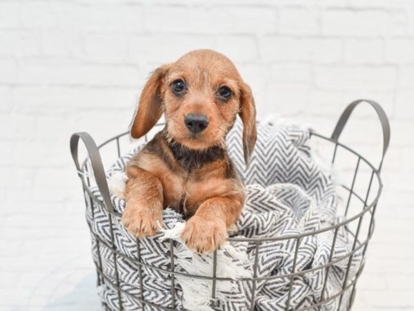 Dachshund DOG Male Red 35196 Petland Novi, Michigan