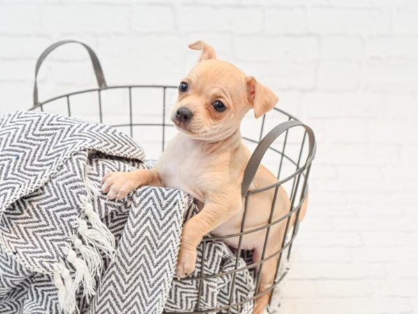 Chihuahua-DOG-Female-Fawn-35197-Petland Novi, Michigan