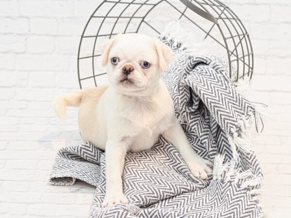 Pug-DOG-Male-Cream-35198-Petland Novi, Michigan