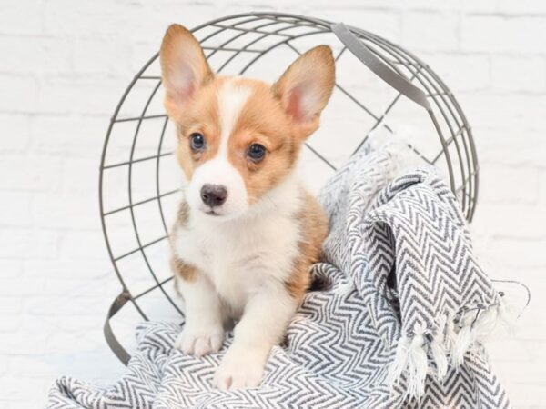 Pembroke Welsh Corgi DOG Male Sable / White 35199 Petland Novi, Michigan