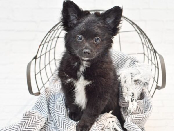 Pomapoo-DOG-Male-Black-35200-Petland Novi, Michigan