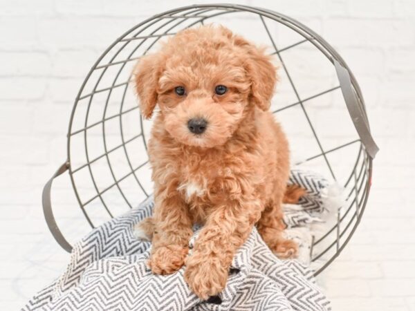 Bichonpoo-DOG-Male-RED-35205-Petland Novi, Michigan