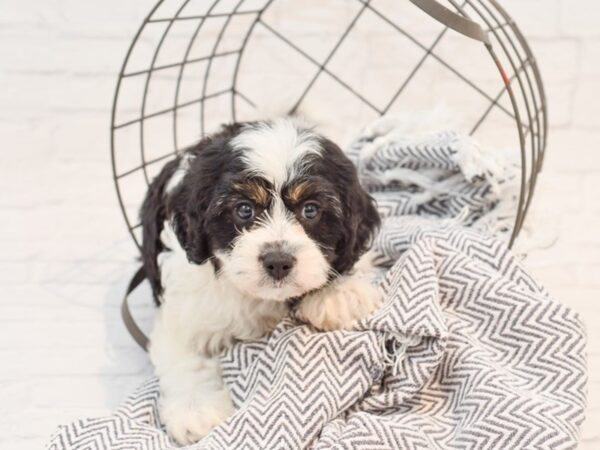 Cavapoo-DOG-Female-Blk tri-35206-Petland Novi, Michigan