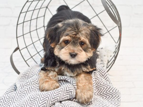 Morkie DOG Male BLK TAN 35207 Petland Novi, Michigan