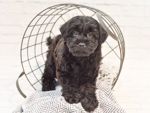 Yorkiepoo DOG Male BLK 35208 Petland Novi, Michigan