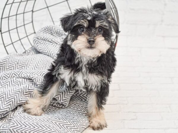 Yorkie Chon-DOG-Female-BLK TAN-35209-Petland Novi, Michigan