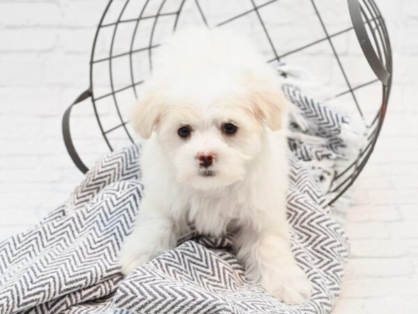 Shih Malt DOG Female White 35211 Petland Novi, Michigan