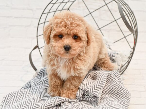 Bichonpoo-DOG-Male-RED-35212-Petland Novi, Michigan