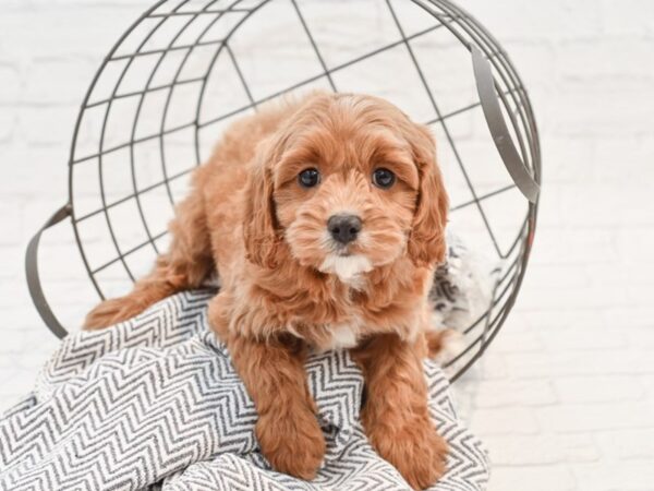 Cavapoo-DOG-Male-RED-35213-Petland Novi, Michigan