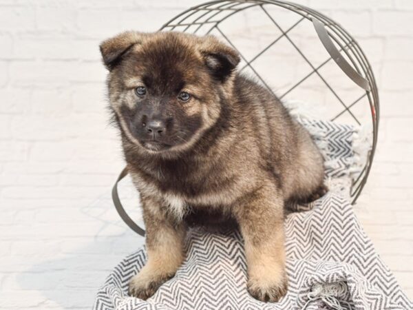 Norwegian Elkhound-DOG-Female-Wolf Sable-35214-Petland Novi, Michigan