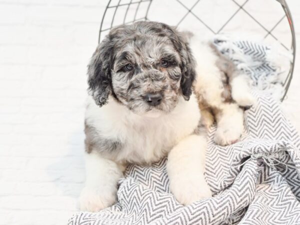 F2 ST Labdoodle-DOG-Male-Blue Merle partii-35215-Petland Novi, Michigan