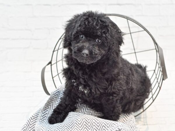 F2 MINI GOLDENDOODLE-DOG-Female-Black-35216-Petland Novi, Michigan