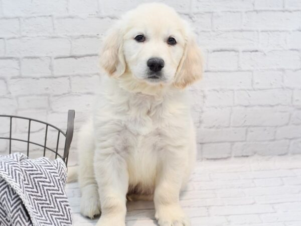 Golden Retriever-DOG-Male-Cream-35201-Petland Novi, Michigan