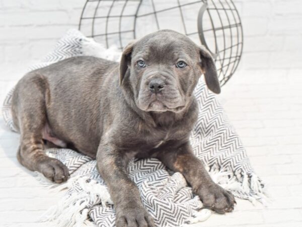 Cane Corso-DOG-Male-Blue-35202-Petland Novi, Michigan