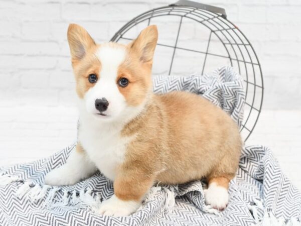 Pembroke Welsh Corgi DOG Male Sable / White 35203 Petland Novi, Michigan