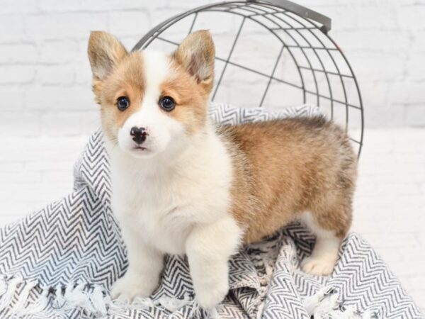 Pembroke Welsh Corgi DOG Female Sable / White 35204 Petland Novi, Michigan