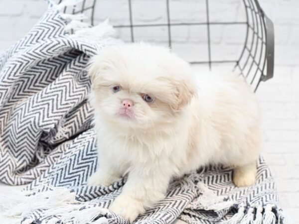 Pekingese DOG Male White & Cream 35217 Petland Novi, Michigan