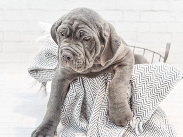 Neapolitan Mastiff DOG Male Blue 35218 Petland Novi, Michigan