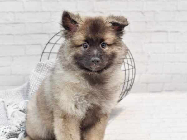 Keeshond DOG Female Black & Silver 35219 Petland Novi, Michigan