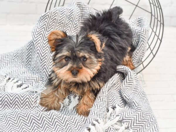 Yorkshire Terrier DOG Male Black & Tan 35220 Petland Novi, Michigan