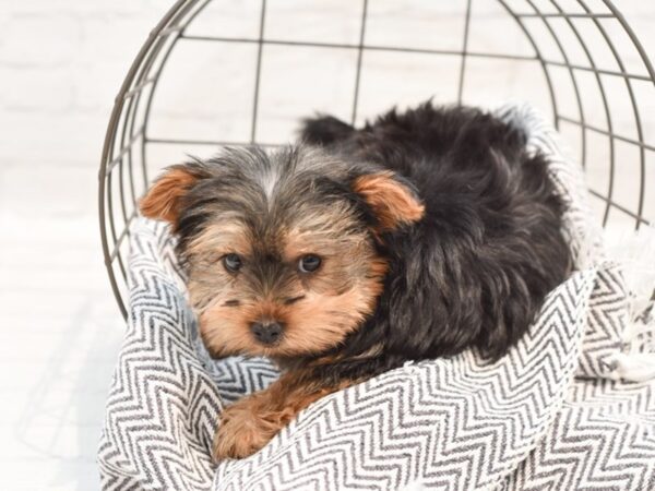 Yorkshire Terrier DOG Male Black & Tan 35221 Petland Novi, Michigan