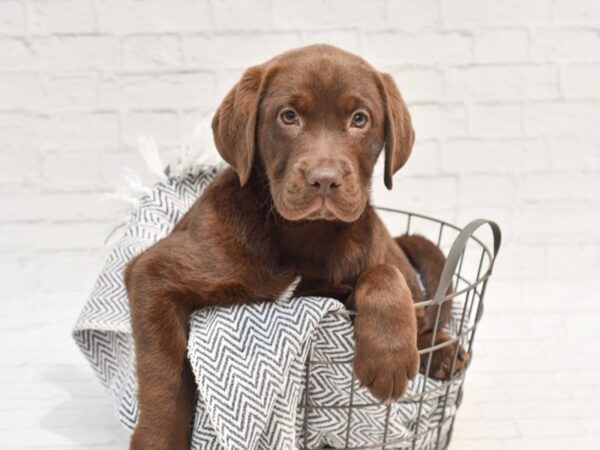 Labrador Retriever DOG Male Chocolate 35222 Petland Novi, Michigan