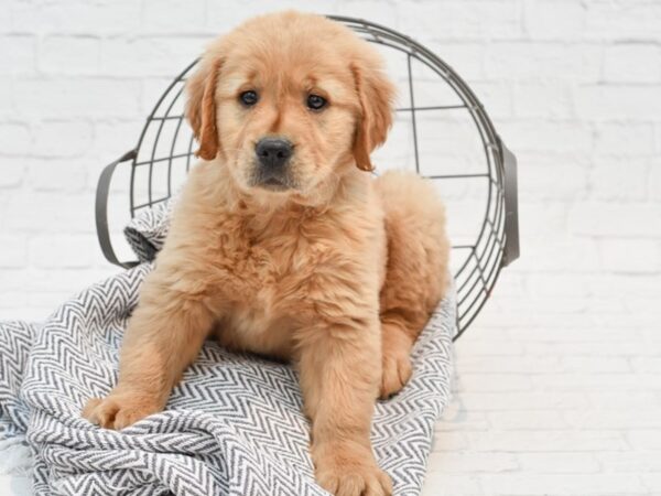 Golden Retriever-DOG-Female-Golden-35223-Petland Novi, Michigan