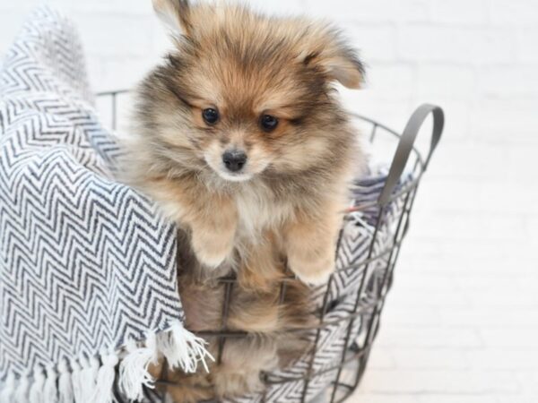 Pomeranian-DOG-Male-Brown-35224-Petland Novi, Michigan