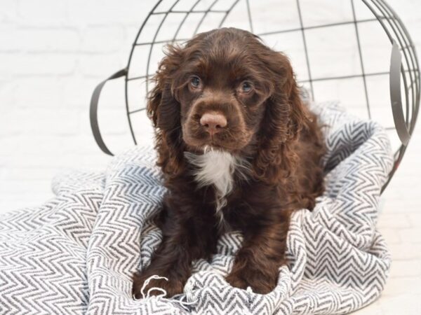 Cocker Spaniel DOG Male Chocolate 35225 Petland Novi, Michigan