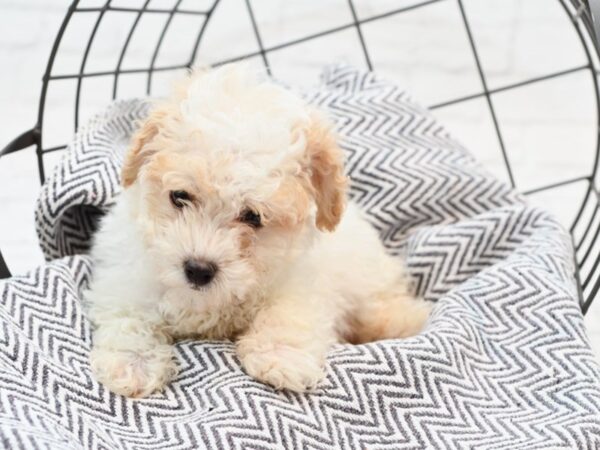 Miniature Poodle-DOG-Male-White & Tan-35227-Petland Novi, Michigan