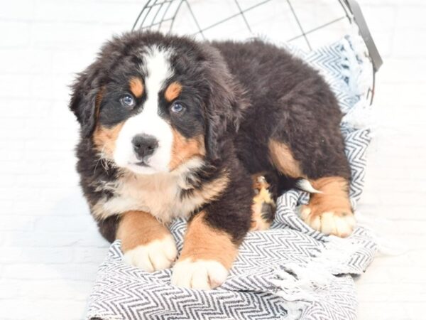 Bernese Mountain Dog DOG Male Tri 35228 Petland Novi, Michigan