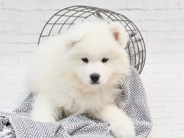 Samoyed DOG Male White 35229 Petland Novi, Michigan