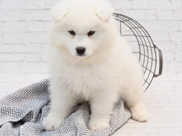 Samoyed DOG Female White 35230 Petland Novi, Michigan