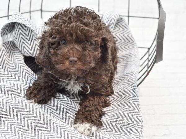 Miniature Poodle-DOG-Female-CHOC WH-35231-Petland Novi, Michigan